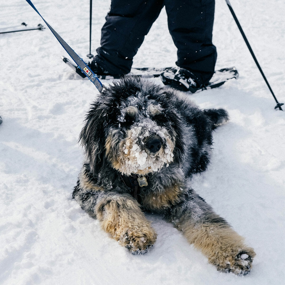 Pet friendly hiking and snowshoeing trails.