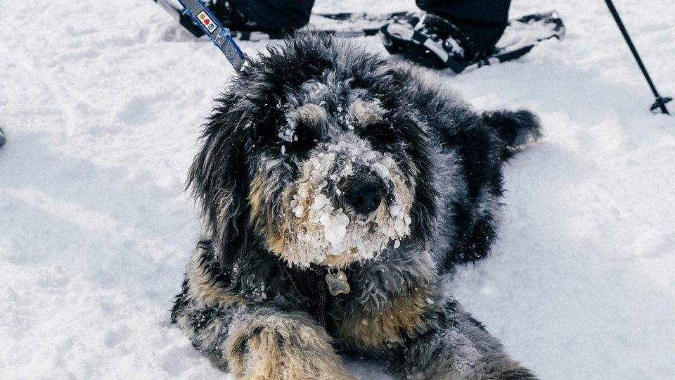 Pet friendly hiking and snowshoeing trails.